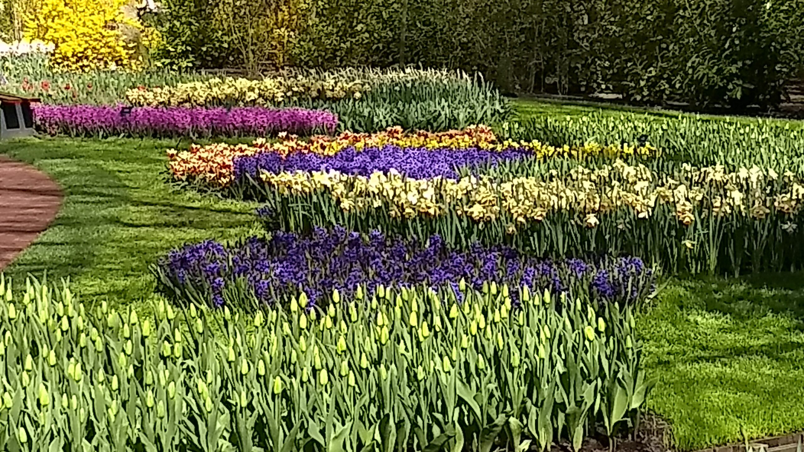 Tulips & Windmills